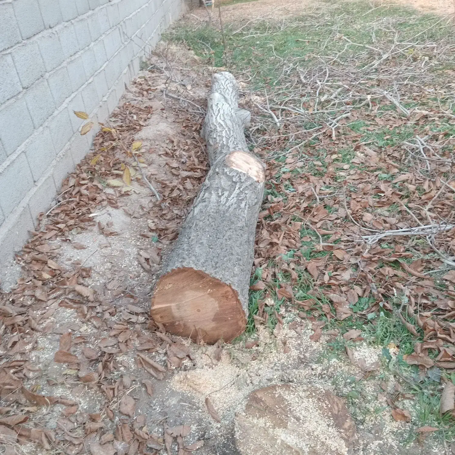 خرید و هرس درخت|خدمات باغبانی و درختکاری|تبریز, |دیوار