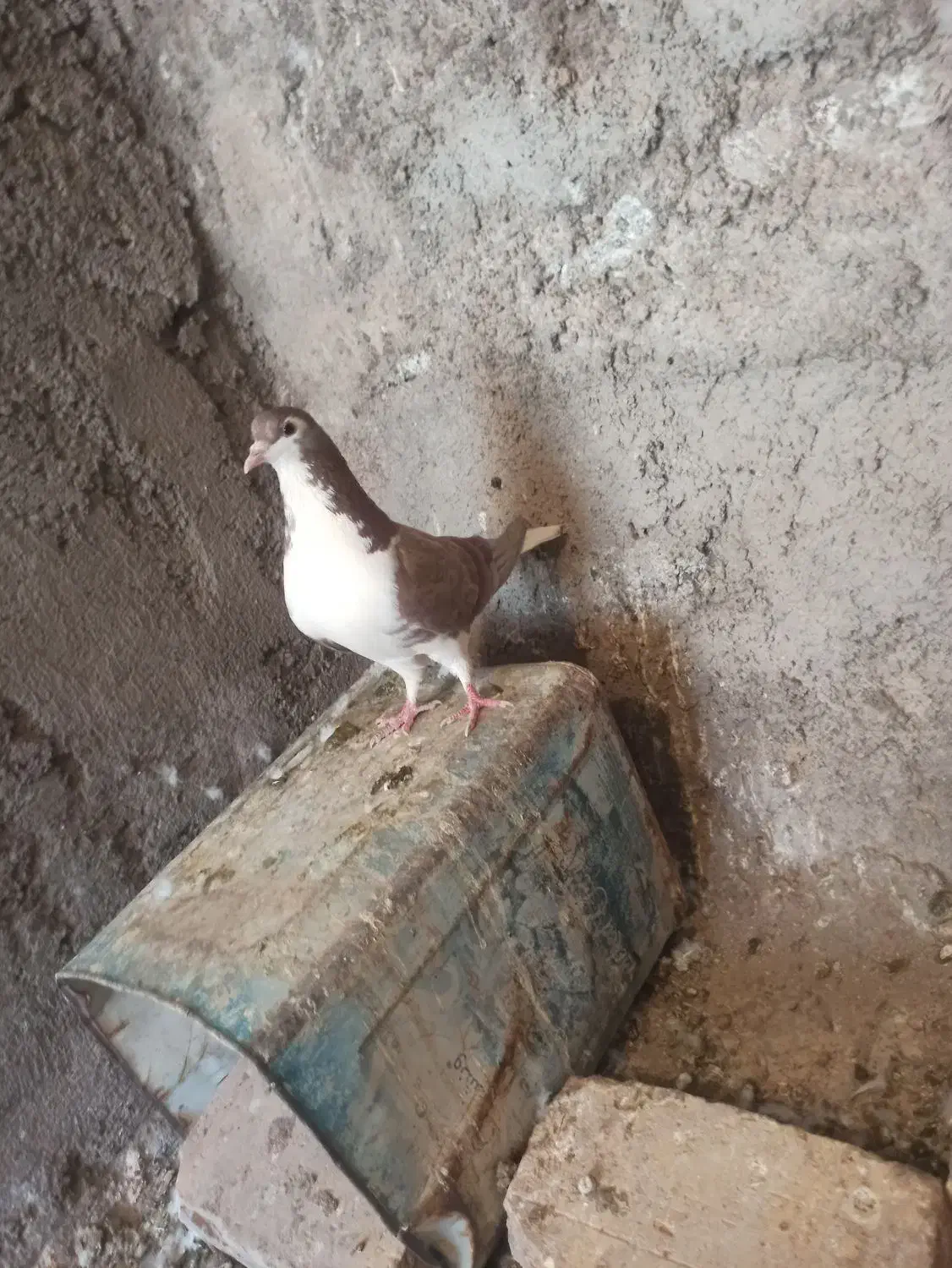 ماده امری|پرنده|رفسنجان, |دیوار