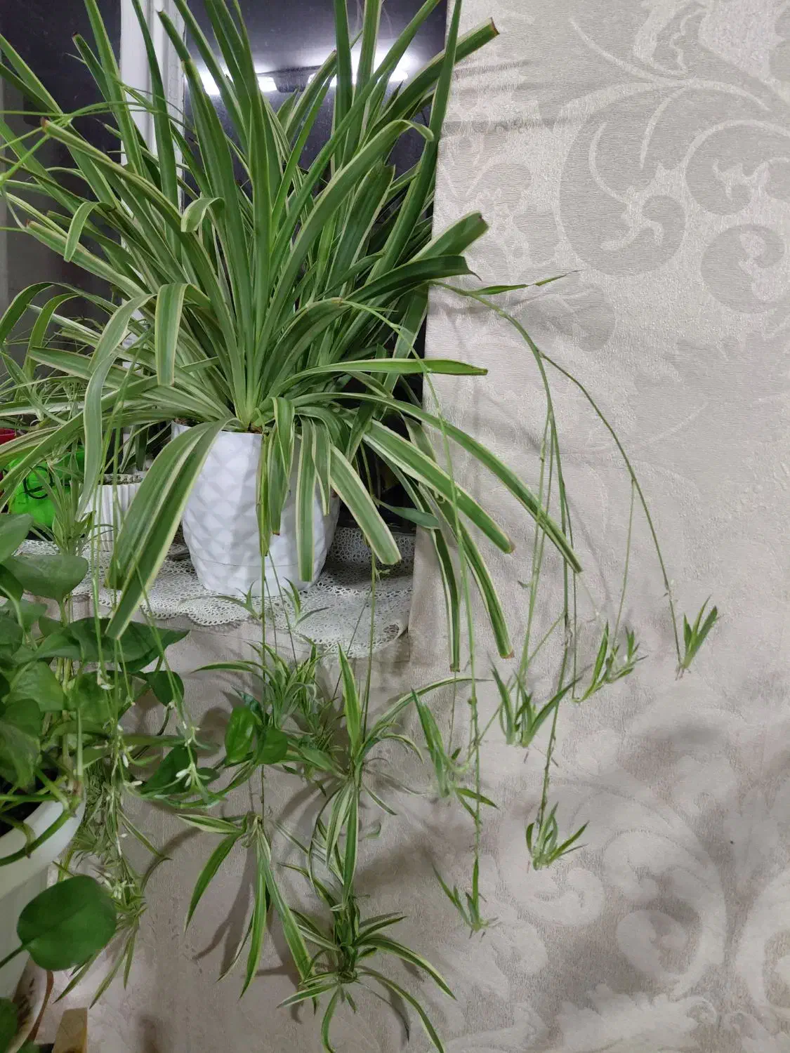 گل گندمی|گل و گیاه طبیعی|مشهد, رضاییه|دیوار