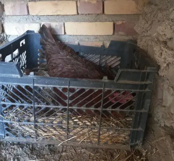 مرغ کرک مست|حیوانات مزرعه|سوق, |دیوار