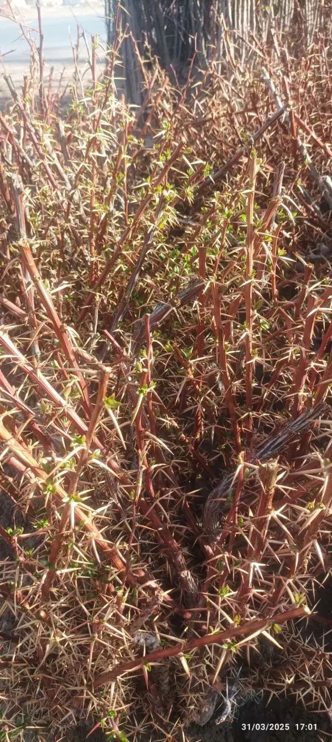 نهال های با کیفیت و اصلاح شده|خدمات باغبانی و درختکاری|همدان, |دیوار