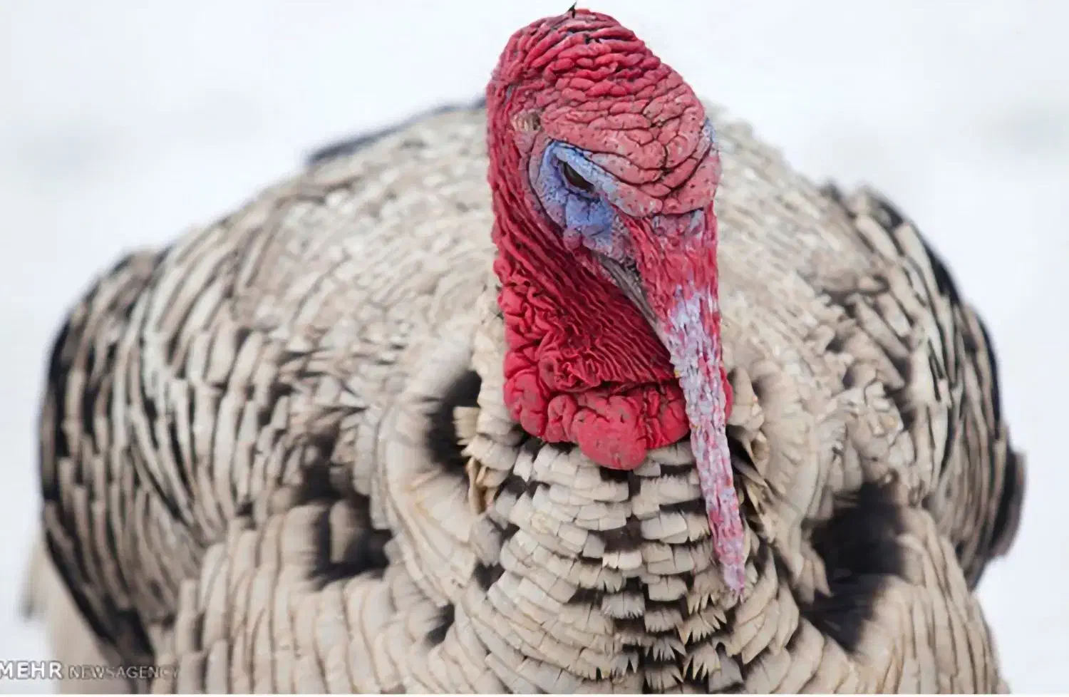 بوقلمون|حیوانات مزرعه|اسفراین, |دیوار