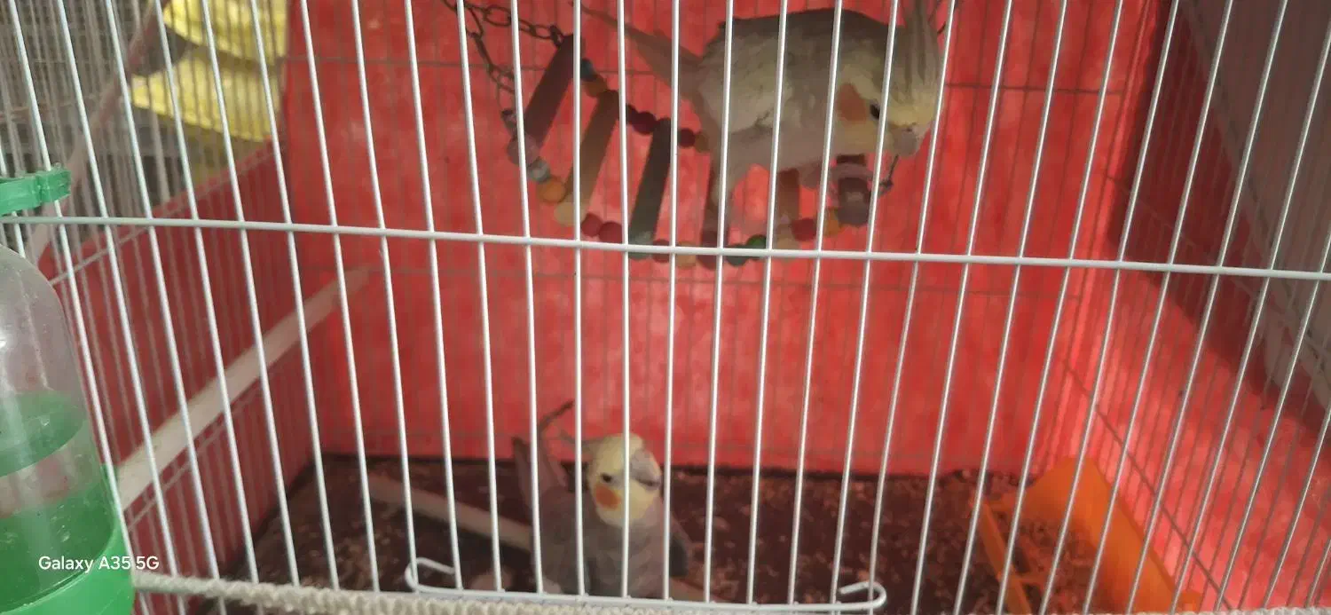 فروش عروس هلندی نر و ماده|پرنده|زابل, |دیوار