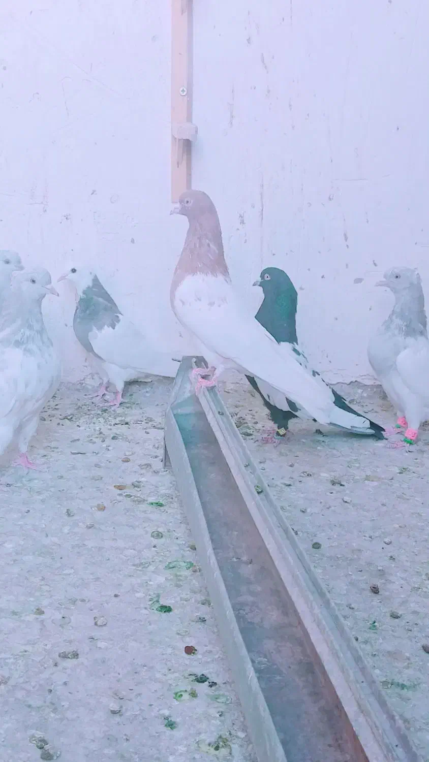 کله ای|پرنده|بم, |دیوار