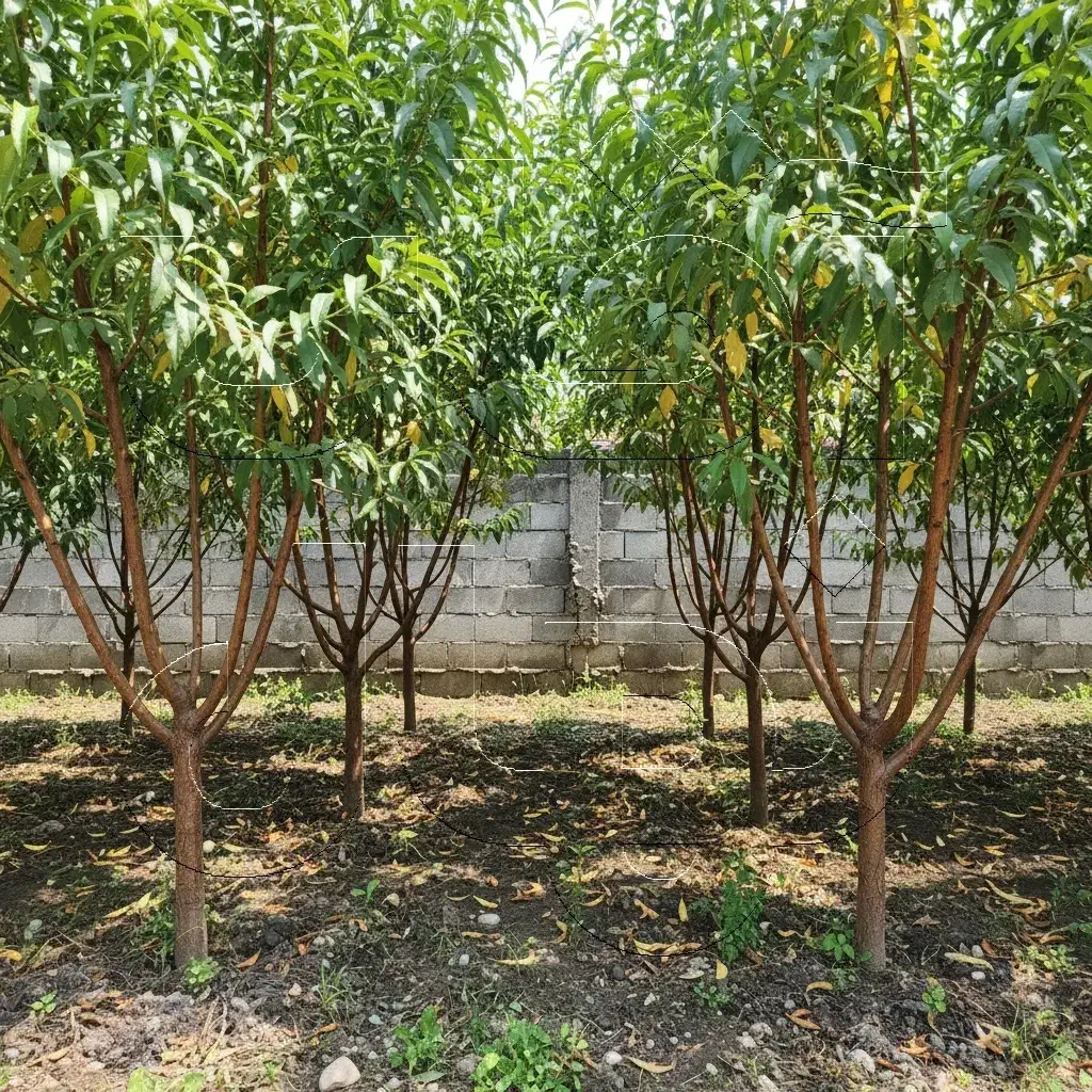 نـهال گـیــلاس تکدانه  لوکس درشت و پرفروش|خدمات باغبانی و درختکاری|گیلان غرب, |دیوار