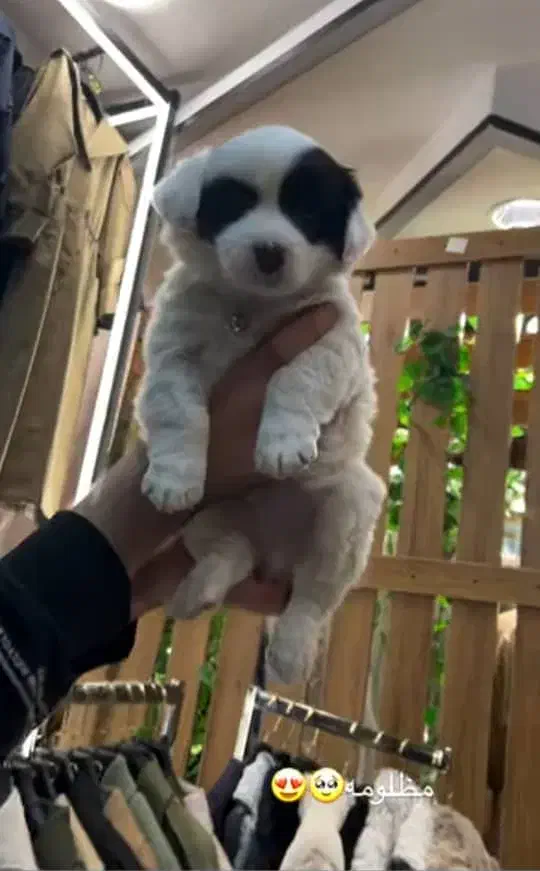 پامر|سگ|تبریز, |دیوار