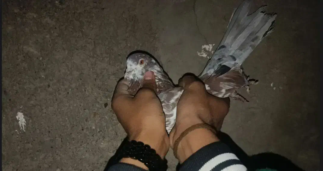 کفتر شازده|پرنده|سیرجان, |دیوار