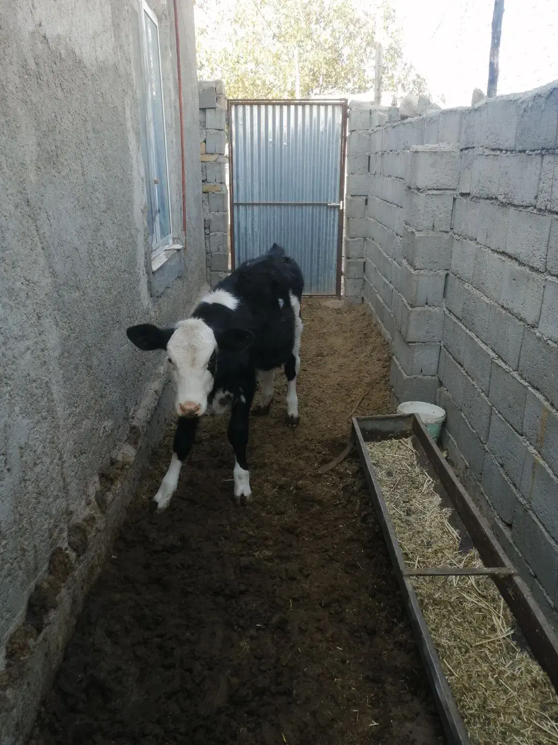 فروش گاوشیری|حیوانات مزرعه|جغتای, |دیوار