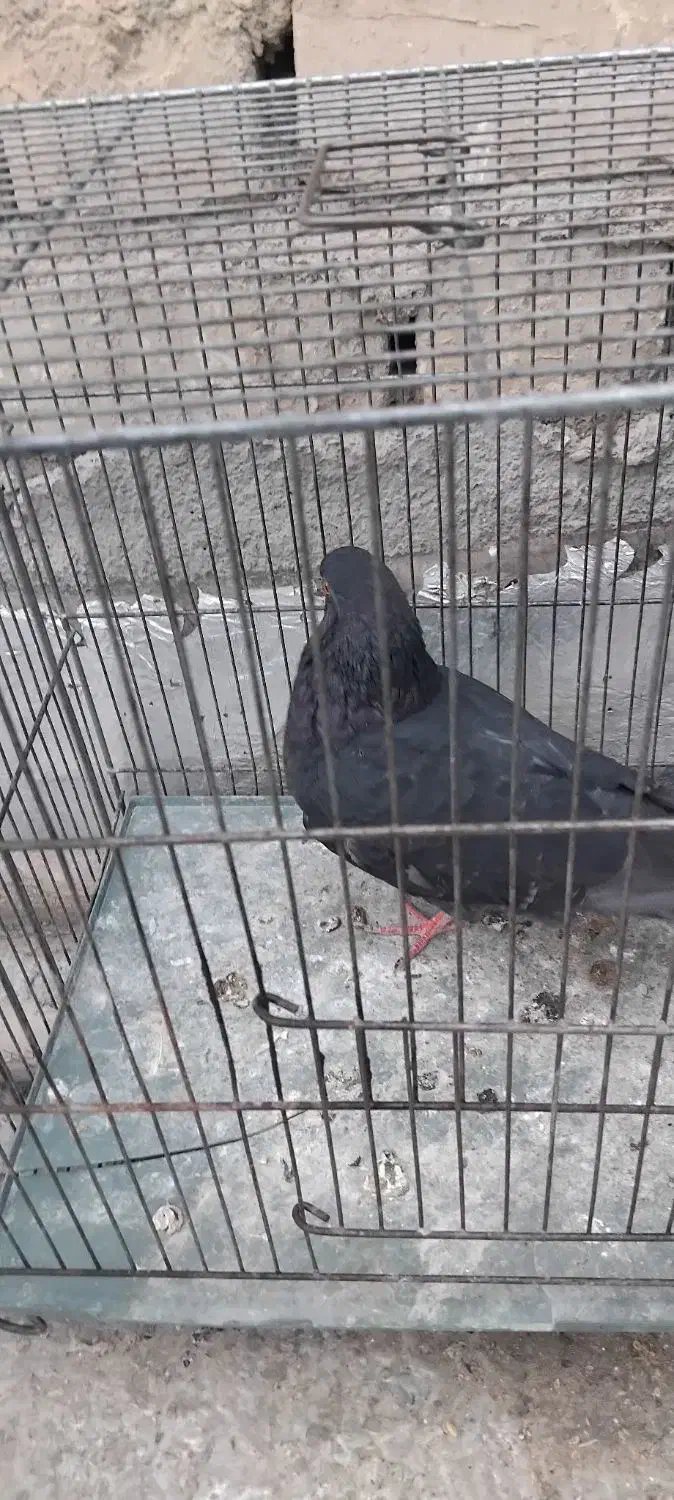 کبوتر زاغ پرشی|پرنده|گلپایگان, |دیوار