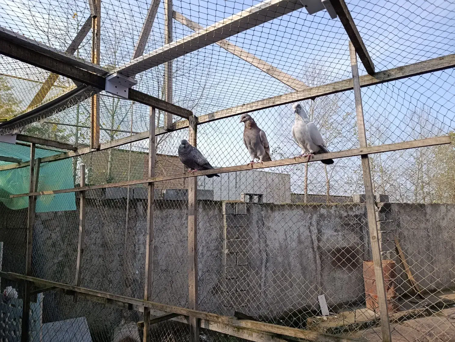 3عدد کبوتر جوان برای فروش|پرنده|رشت, حومه رشت|دیوار