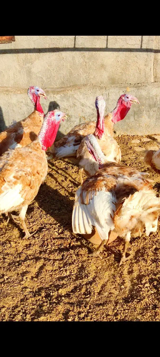 بوقلمون بوربون|حیوانات مزرعه|جعفرآباد, |دیوار