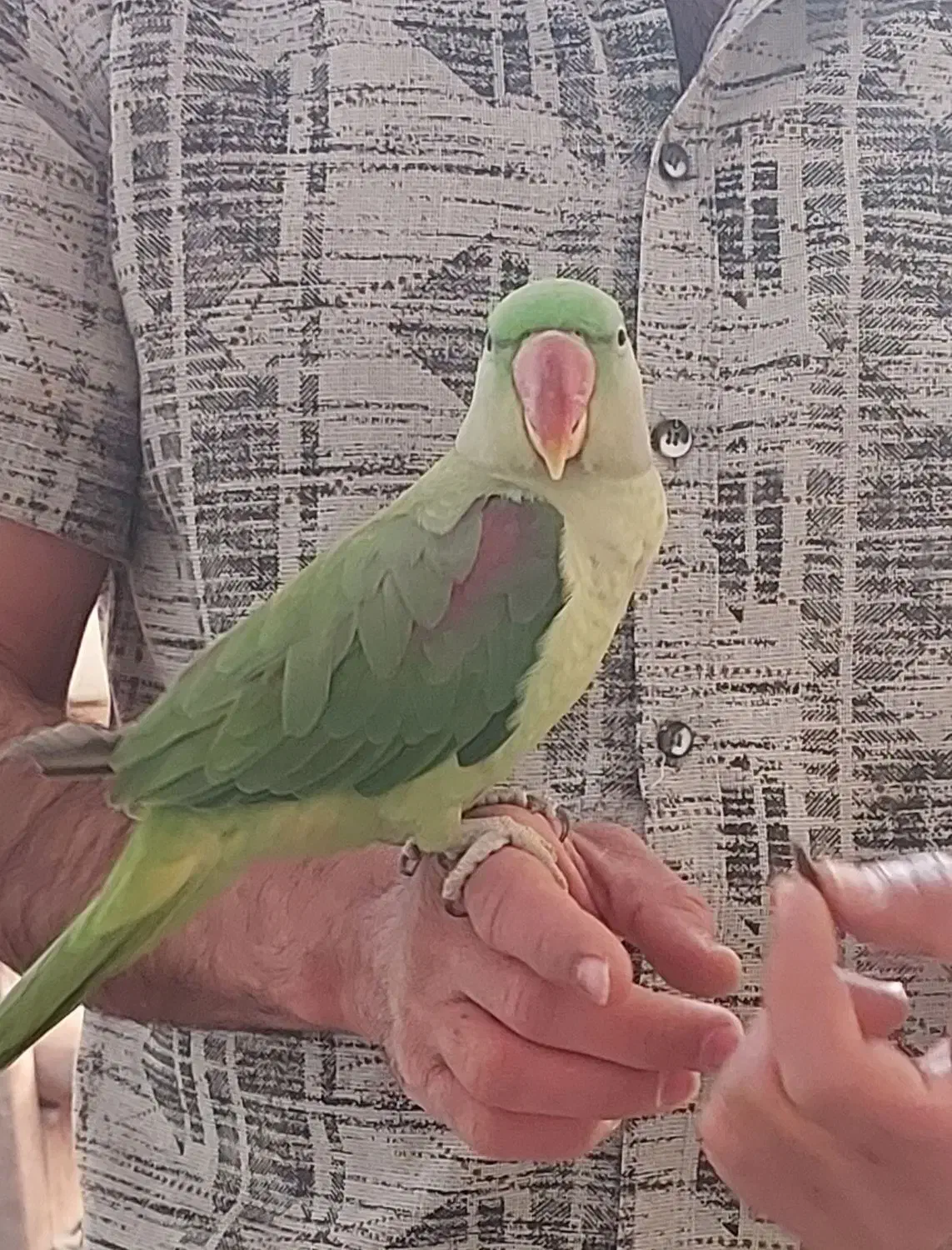 شاه طوطی ملنگو|پرنده|پیشوا, |دیوار