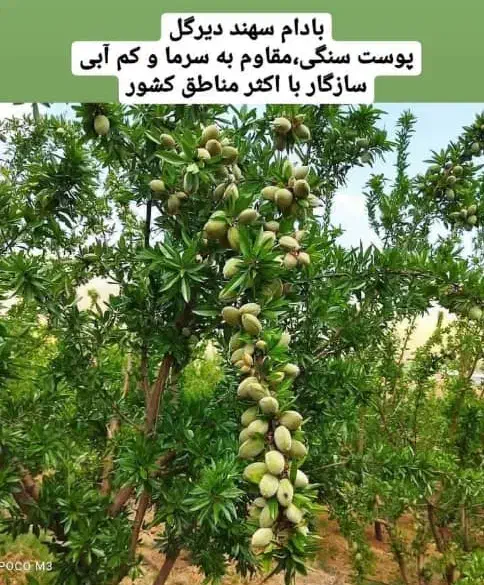 بادام شکوفه|خدمات باغبانی و درختکاری|سنندج, |دیوار