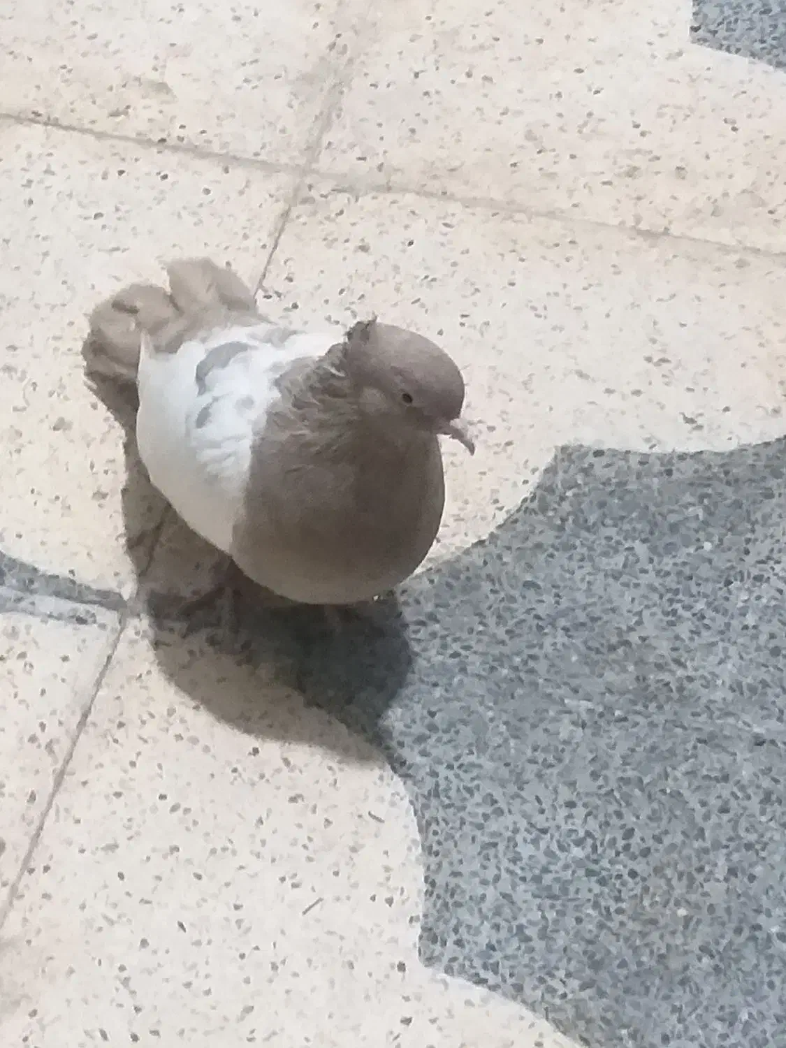 کبوتربازیکن گرفتنی تهرونی|پرنده|شیراز, تندگویان|دیوار