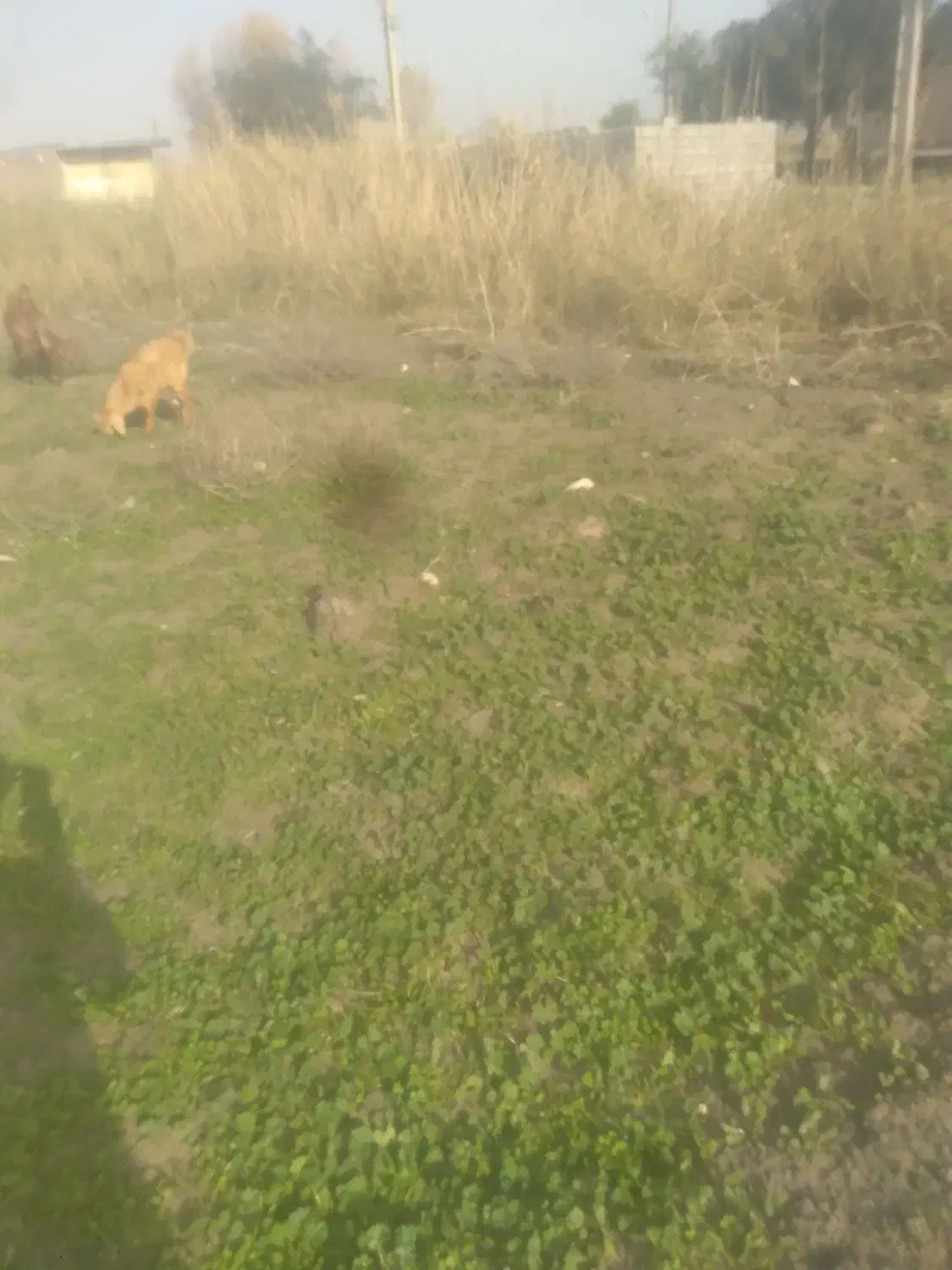 گمشده|حیوانات|رامهرمز, |دیوار