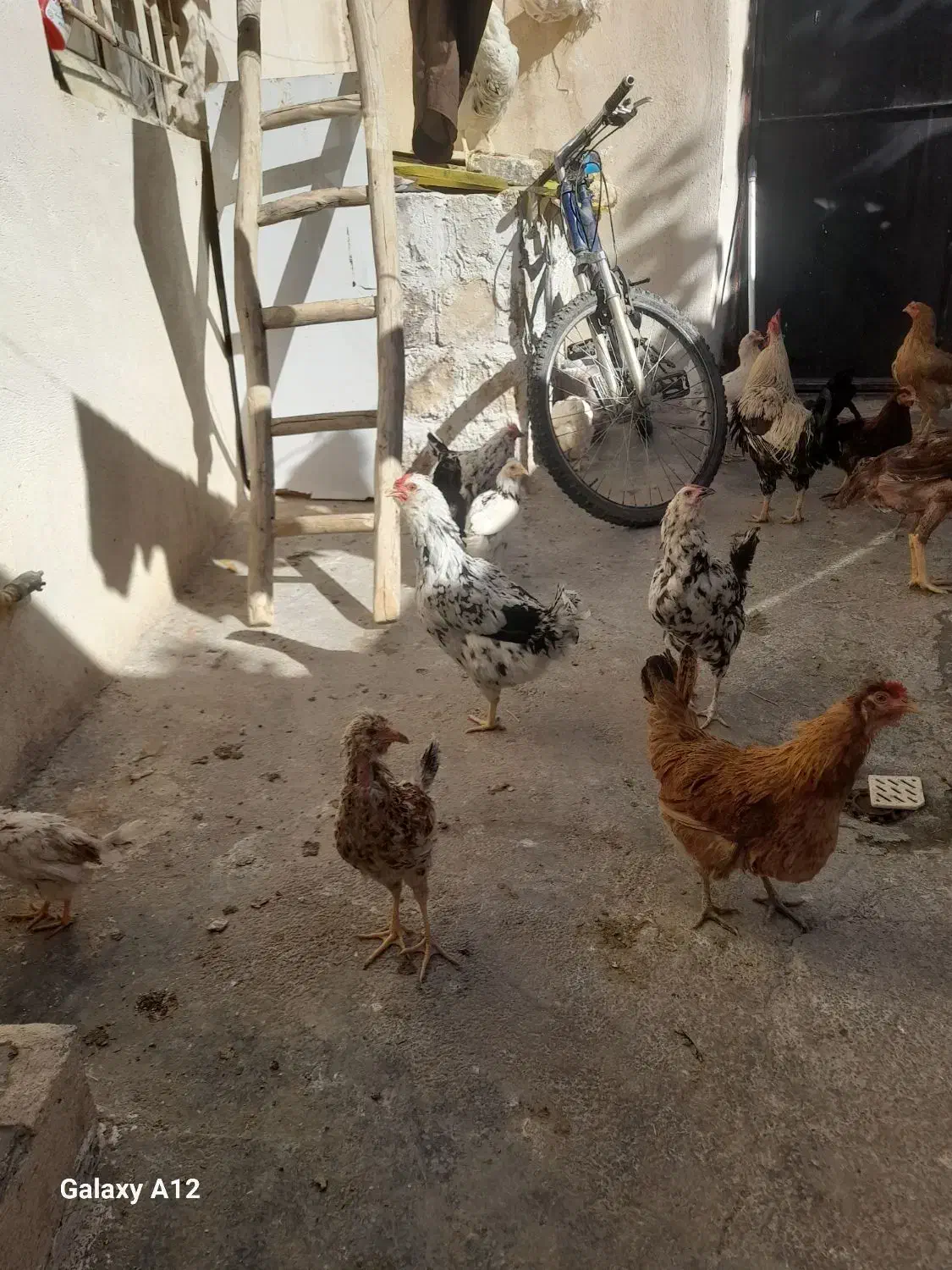 گلین۵۰عدد مرع و جوجه گلین|حیوانات مزرعه|کرمانشاه, |دیوار