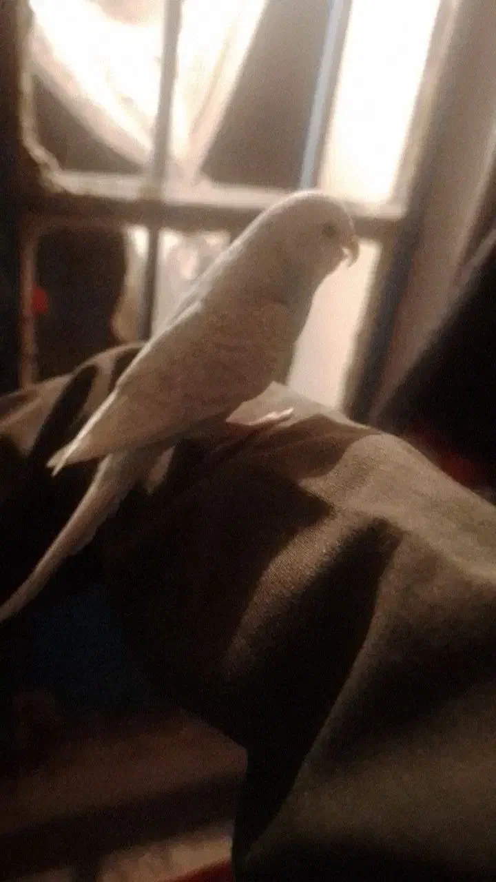 مرغ عشق|پرنده|دهگلان, |دیوار