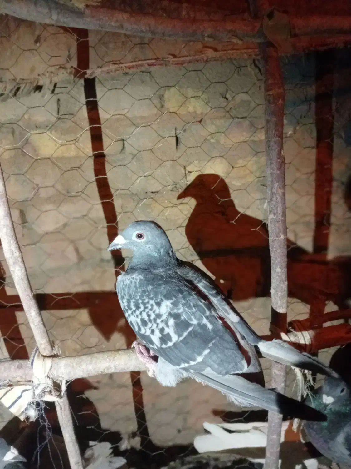 ۷ جوانه پرشی|پرنده|بیرجند, |دیوار