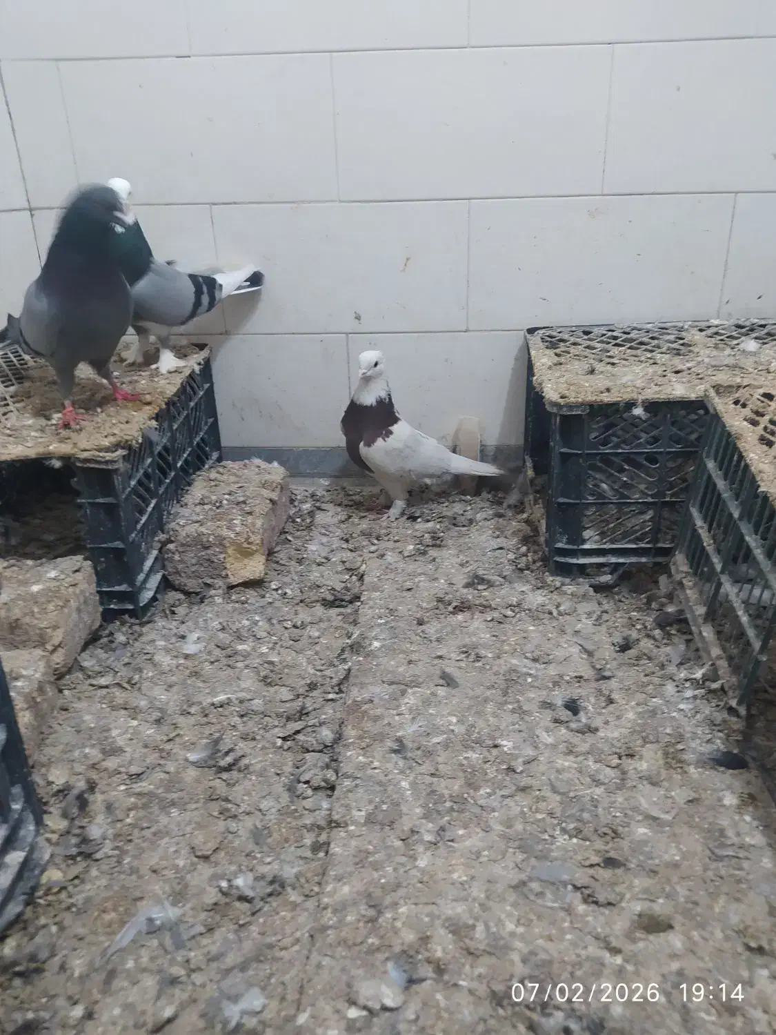 کفترطوقی|پرنده|معصومیه, |دیوار