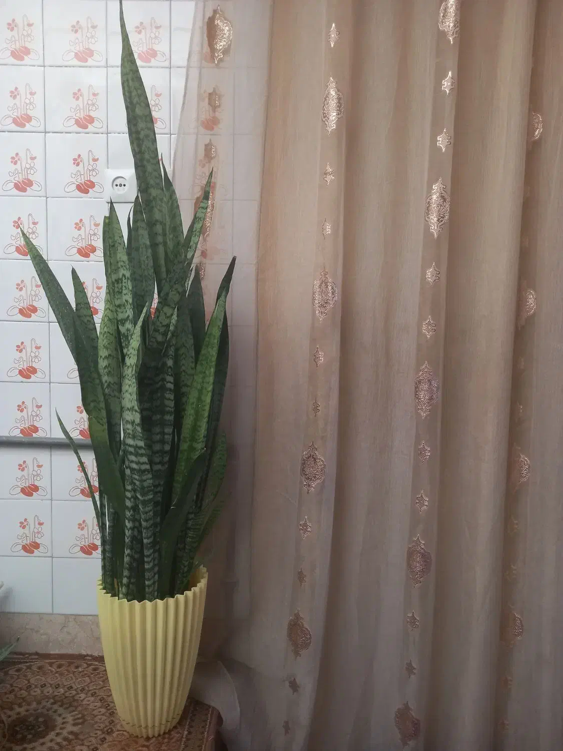 گل سانسوریا بلند زیبا|گل و گیاه طبیعی|آباده, |دیوار