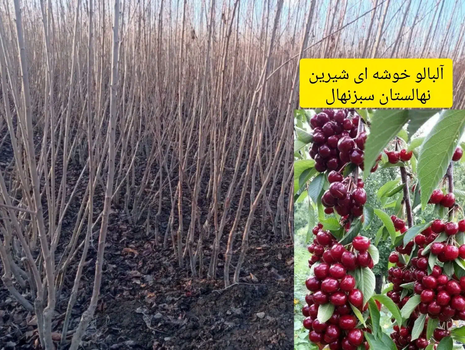 سبز نهال|خدمات باغبانی و درختکاری|خنداب, |دیوار