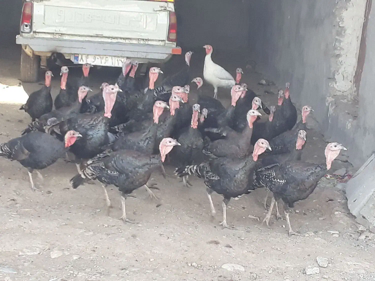 فروش بوقلمون محلی و قاز وقوقاز آدرس مرگور زیوه|حیوانات مزرعه|ارومیه, |دیوار