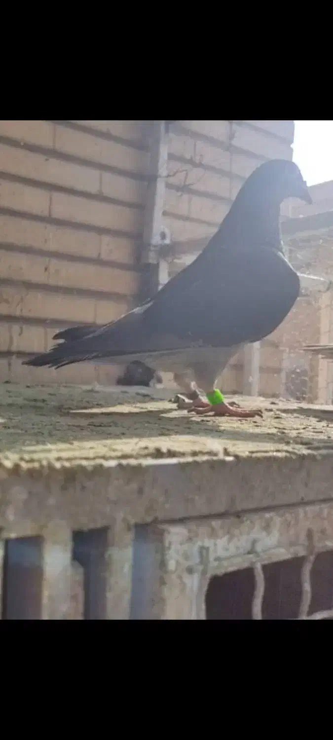 کبوتر پلاکی مسافتی|پرنده|تهران, باشگاه نفت|دیوار