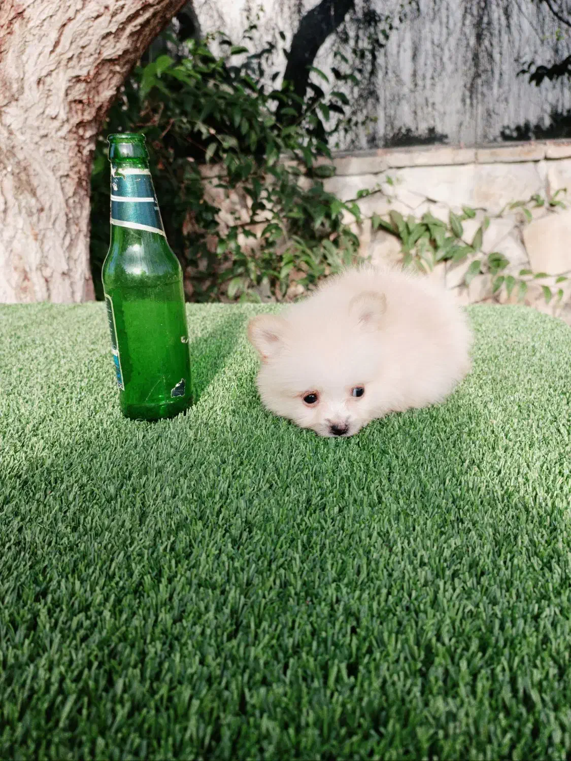 سگ پامر خرسی سایز ریز توله سفید (پامرانین)|سگ|قائمشهر, |دیوار