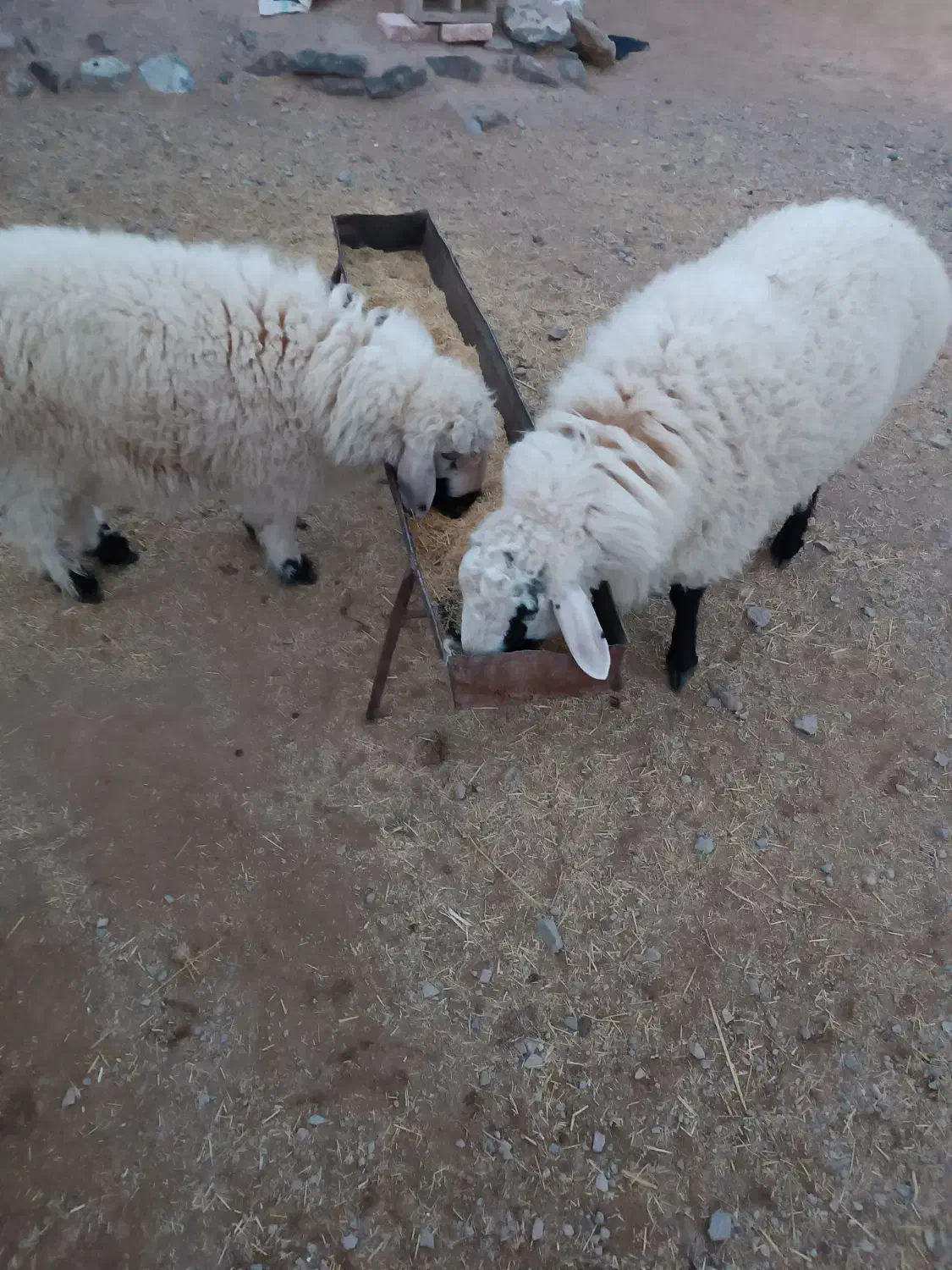 بره چاق|حیوانات مزرعه|درمیان, |دیوار