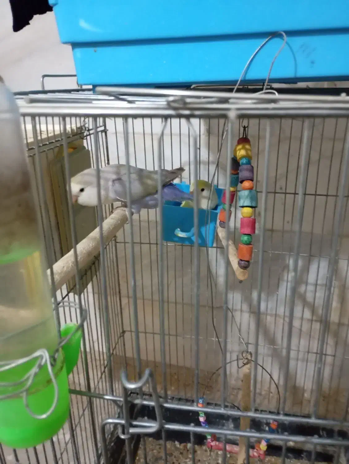 طوطی|پرنده|سنندج, |دیوار