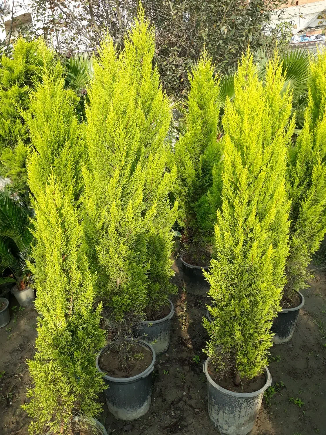 گل و گیاه|گل و گیاه طبیعی|نوشهر, |دیوار