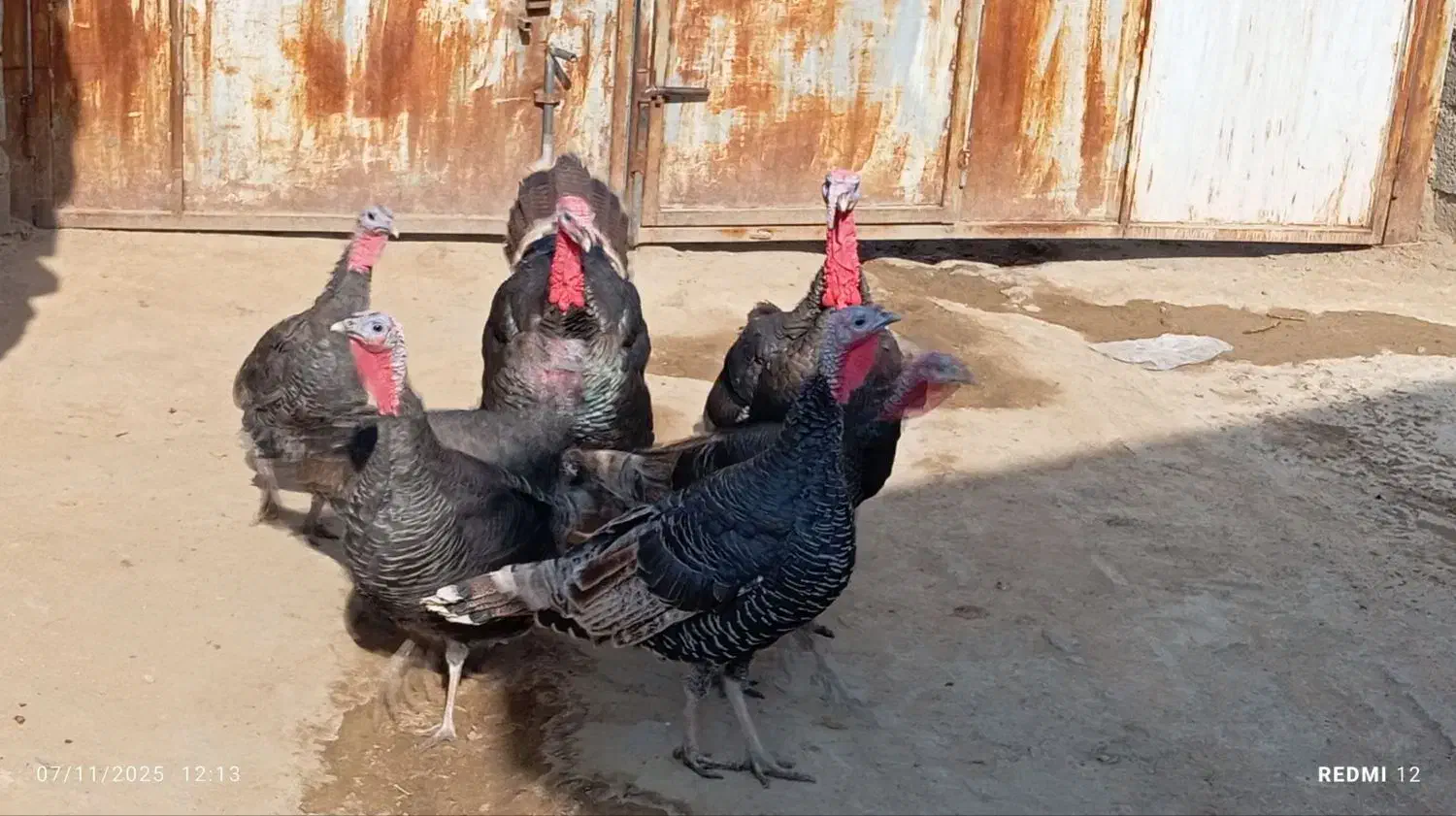 دو بوقلمون نر پنج بوقلمون ماده|حیوانات مزرعه|انزل, |دیوار