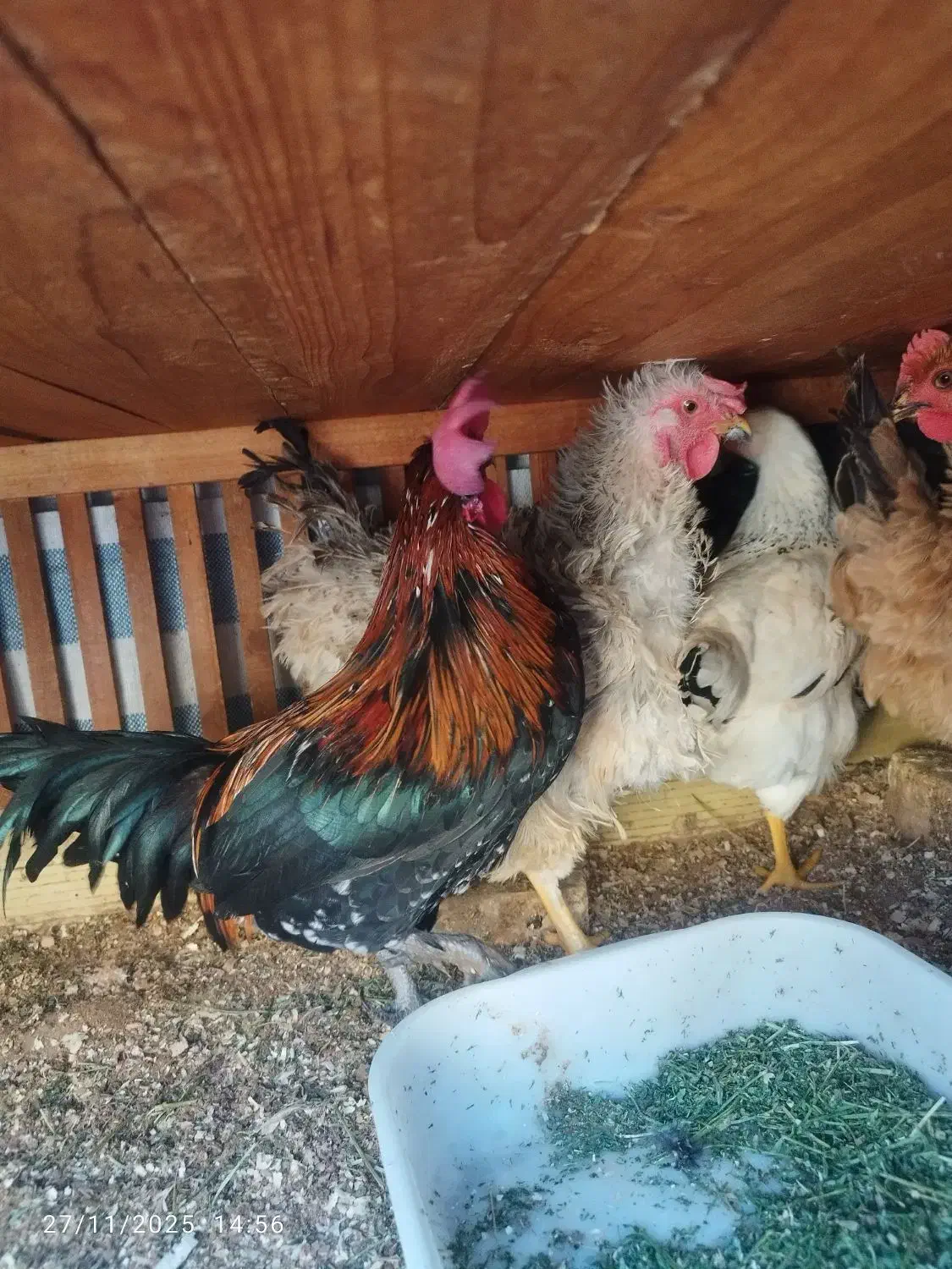 خروس|حیوانات مزرعه|اصفهان, شهرک امام خمینی|دیوار