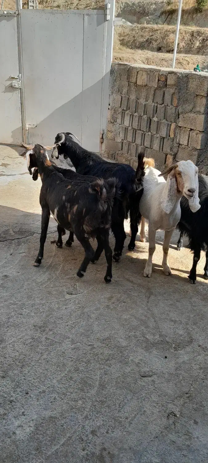 سلام فروش هفت عددبز|حیوانات مزرعه|دالاهو, |دیوار