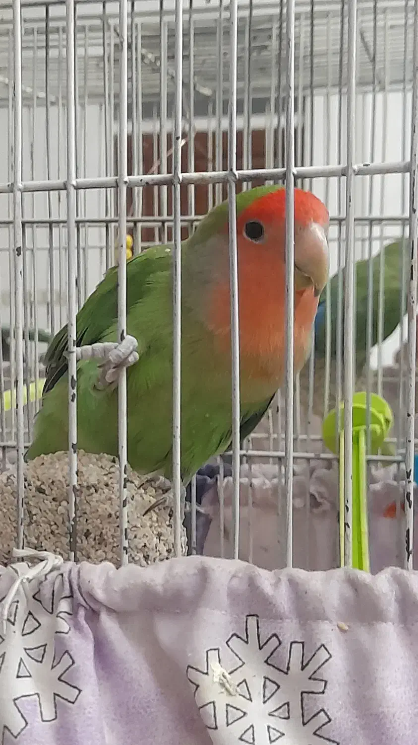 کوتوله برزیلی|پرنده|قم, صفائیه|دیوار