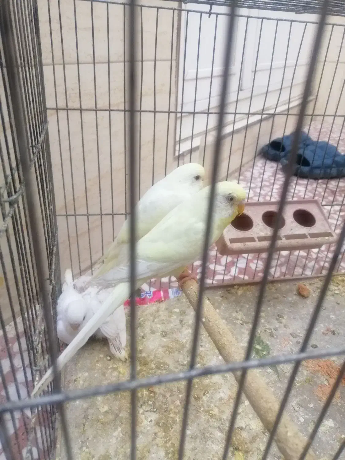 مرغ عشق|پرنده|اصفهان, مهدیه|دیوار