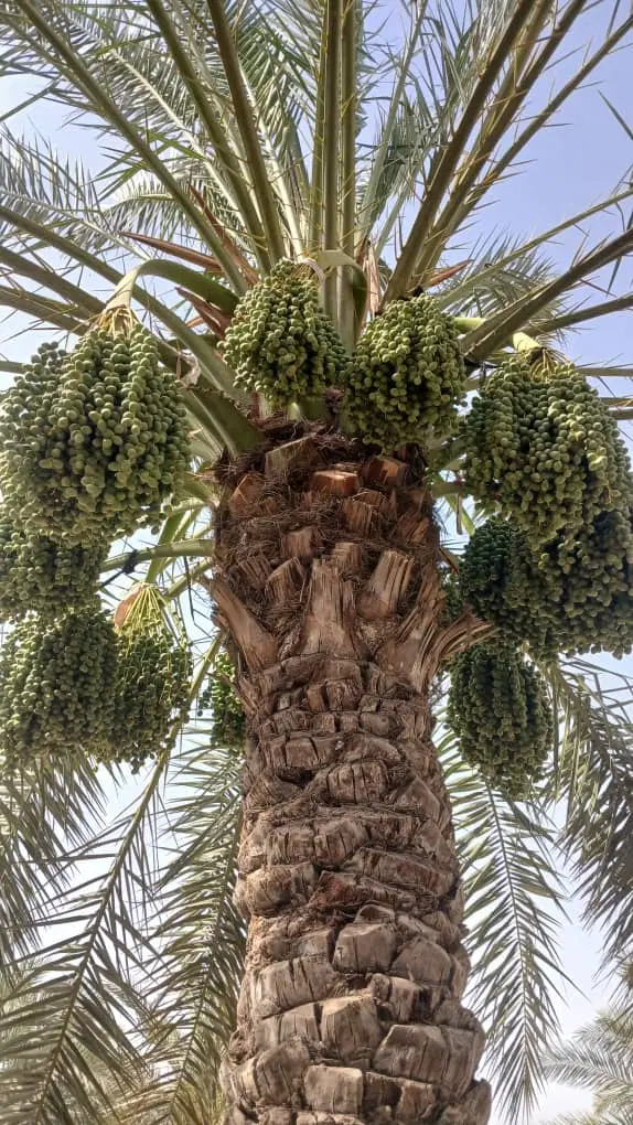 نخل|خدمات باغبانی و درختکاری|رامهرمز, |دیوار