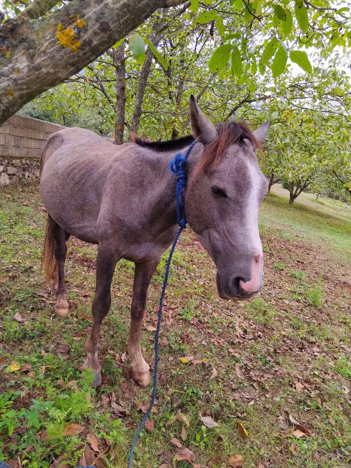 اسب نریان نیلی 4 ساله|اسب و تجهیزات اسبسواری|مرزنآباد, |دیوار