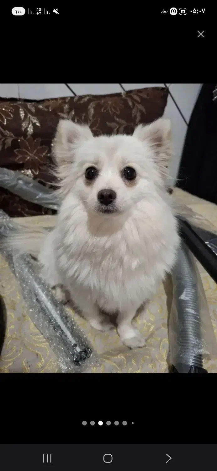 پامرروباهی سایزریزماده دمه فحل|سگ|اصفهان, شفق|دیوار