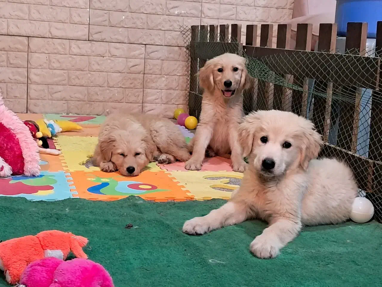 توله های بانمک گلدن و ژرمن و دوبرمن طبق عکس|سگ|قدس, شهرک فرزان|دیوار