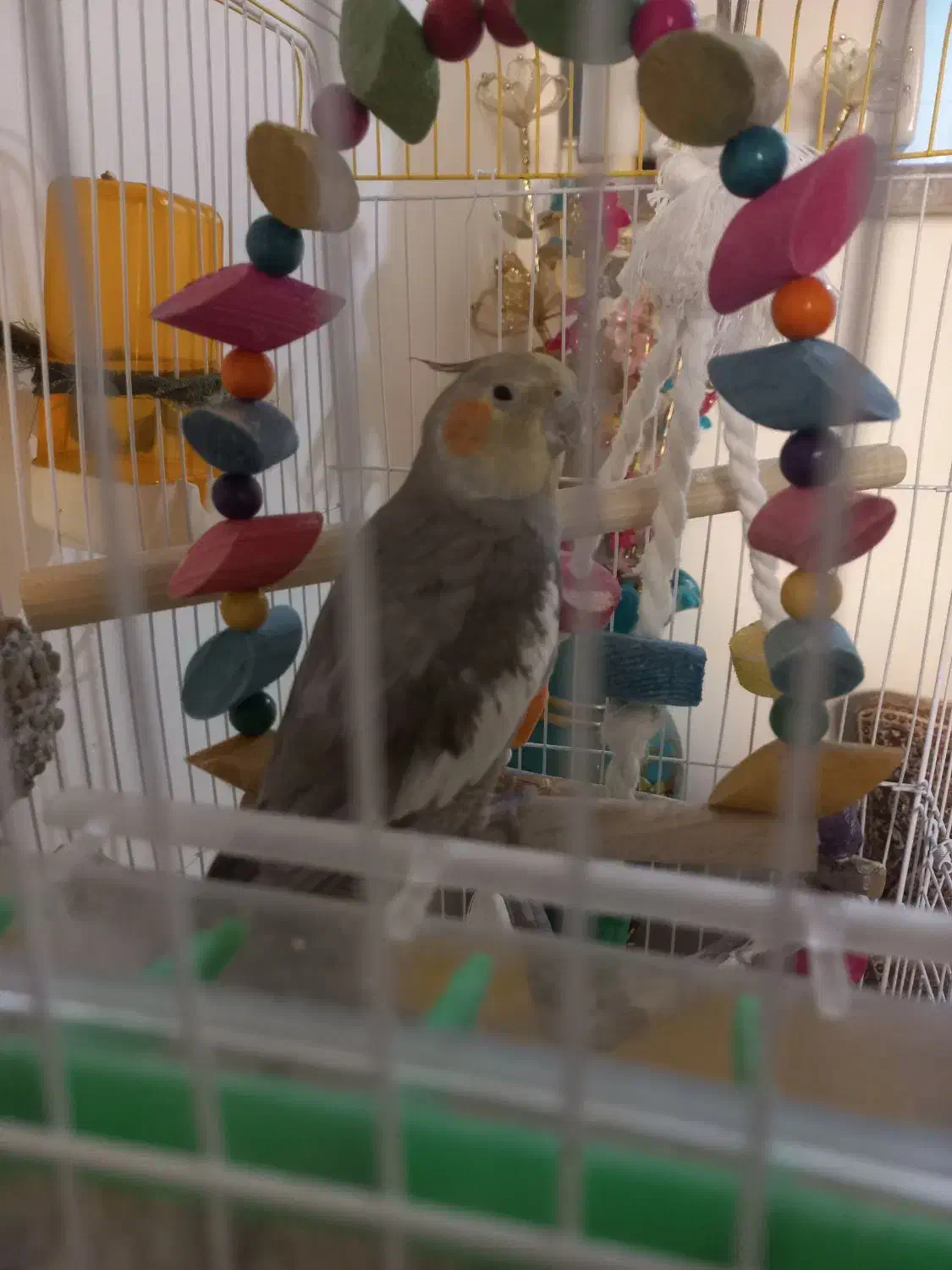 عروس هلندی|پرنده|سنندج, |دیوار