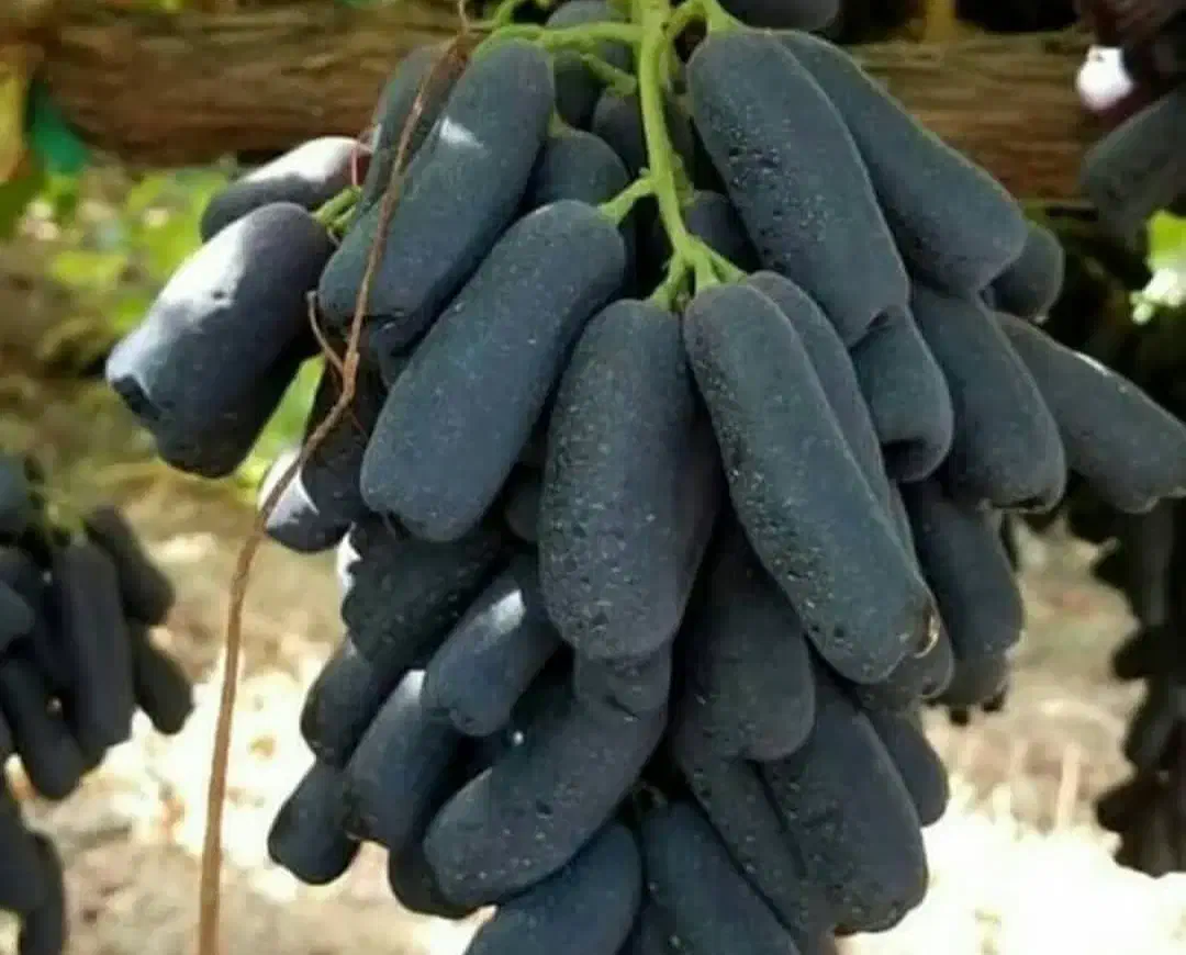 نهال انگور موندارپ اصالت دار امکان پرداخت در محل|خدمات باغبانی و درختکاری|کرمانشاه, |دیوار