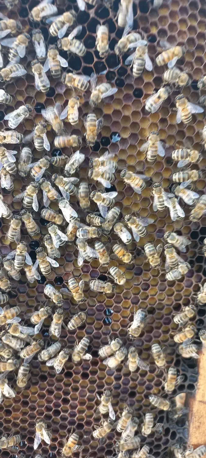 کندو زنبور عسل|حیوانات مزرعه|تهران, تهرانپارس جنوبی|دیوار