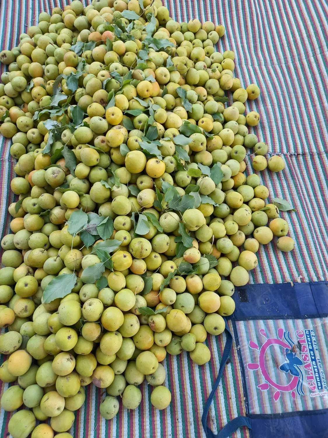 ههرمه ناسکه، جوان، عمده و کیلویی|خوردنی و آشامیدنی|آرمرده, |دیوار