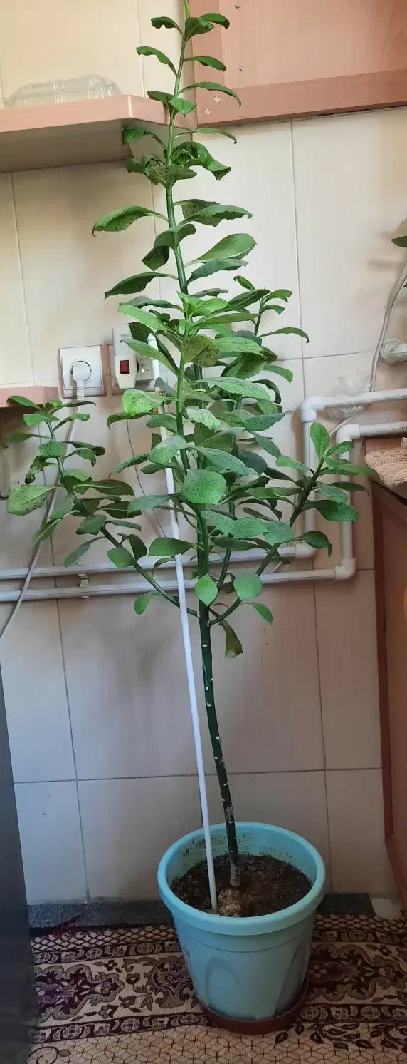 گلدان گل طبیعی|گل و گیاه طبیعی|شهرکرد, |دیوار