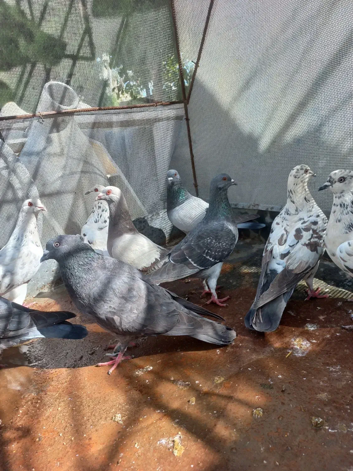 کبوتر|پرنده|دهدشت, |دیوار