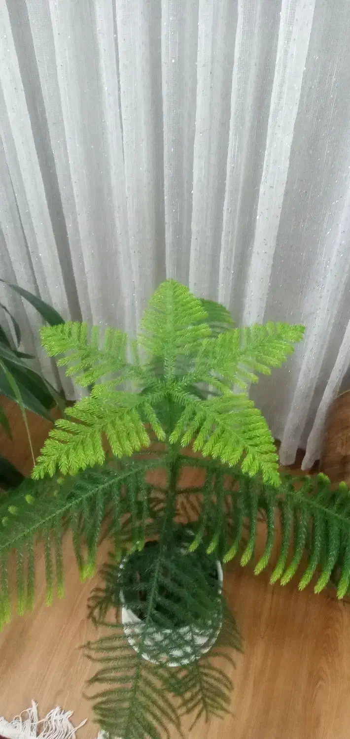 گل و گیاه|گل و گیاه طبیعی|نیشابور, خط کاشمر|دیوار