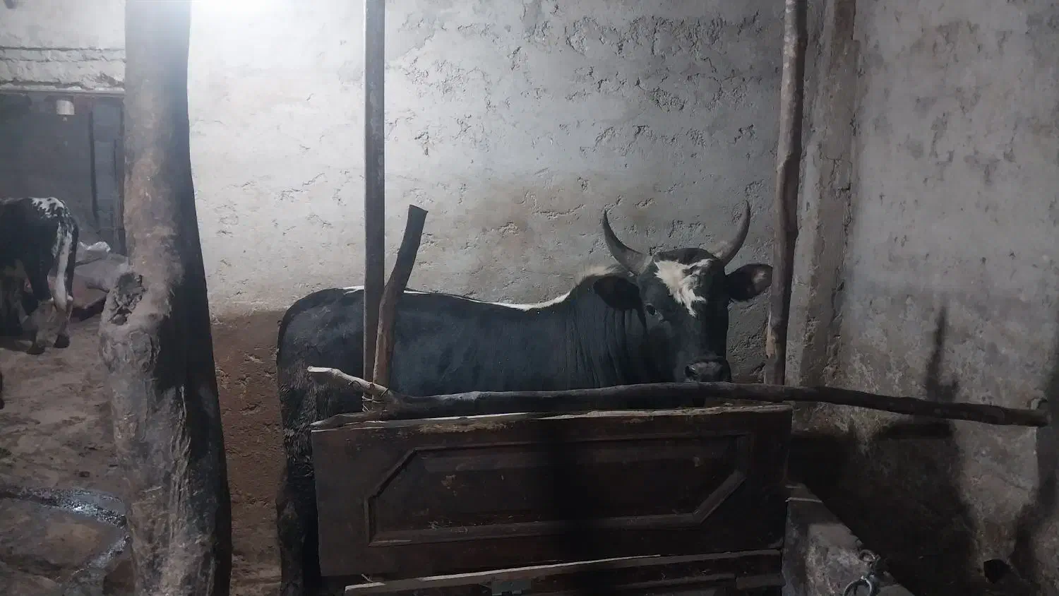 گاو|حیوانات مزرعه|چالوس, |دیوار