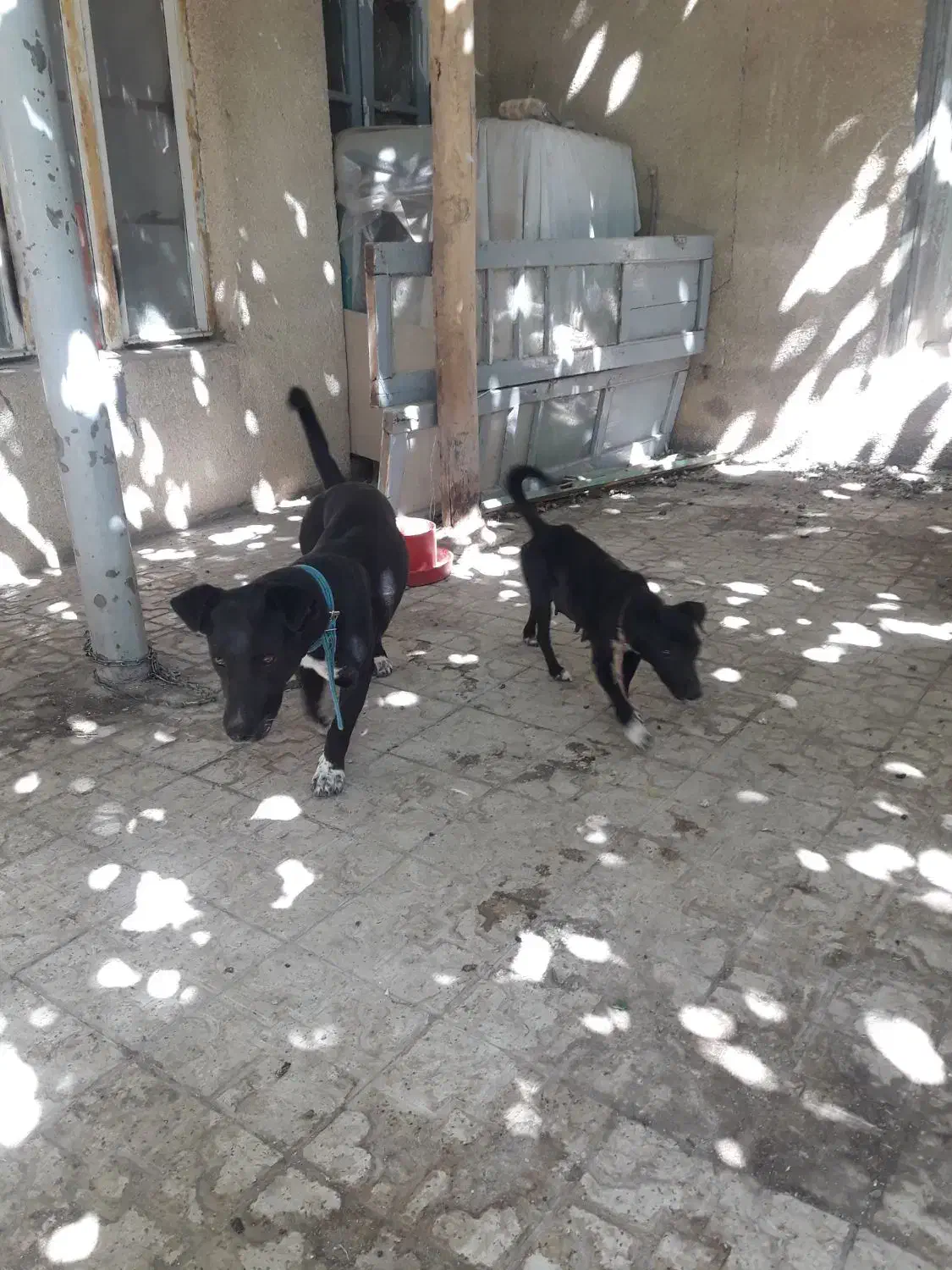 سگ پا کوتاه|سگ|صحنه, |دیوار