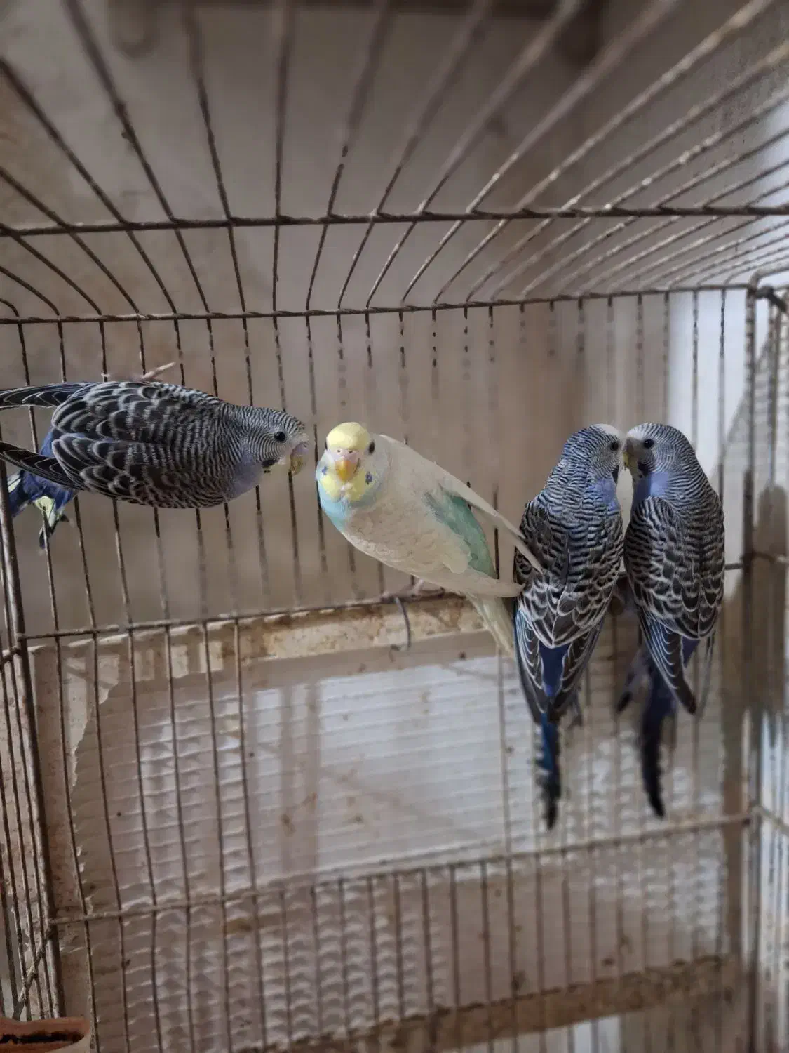 مرغ عشق|پرنده|رشت, پسیخان|دیوار